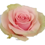 Absolut in Pink Rose d'Equateur Ethiflora